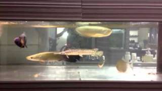 バーバーショップカズーの1800水槽