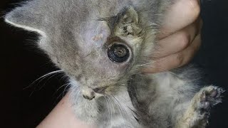 Immense Botfly Maggot Removed From Kitten's Head (Part 19)