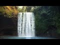 Natural  forest watellfall with birds singing