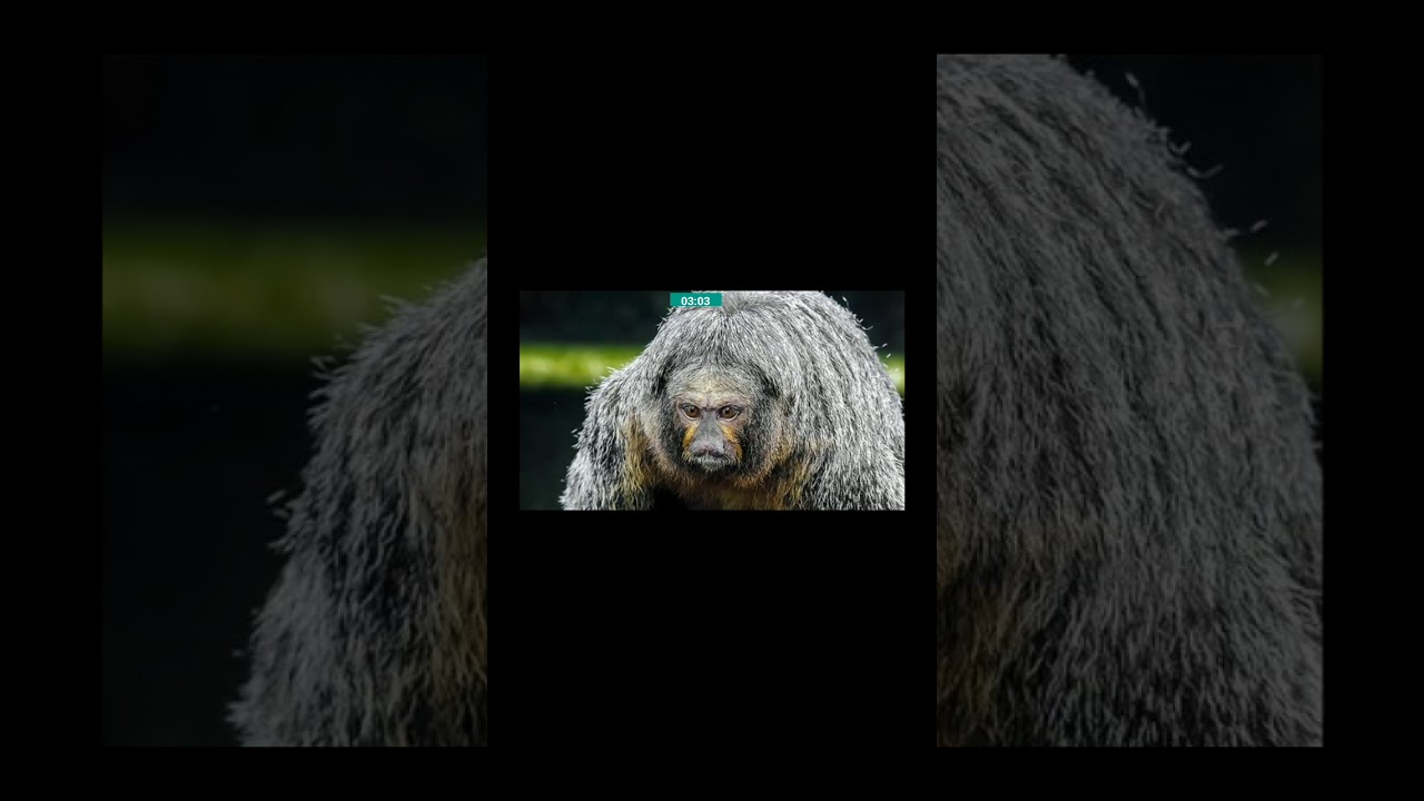 Mandela Effect Animals from the merged realities two YouTube