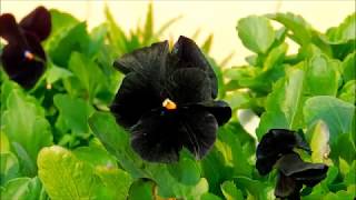 Hybrid  pansies. Black and mixed HD