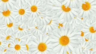 Flowers White Chamomile Abstract Background Looped Video | Ultra HD 4K