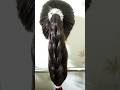 treandy| hairstyle for girls| easy hairstyle| pony hairstyle| #trending #viralshortvideo #beauty