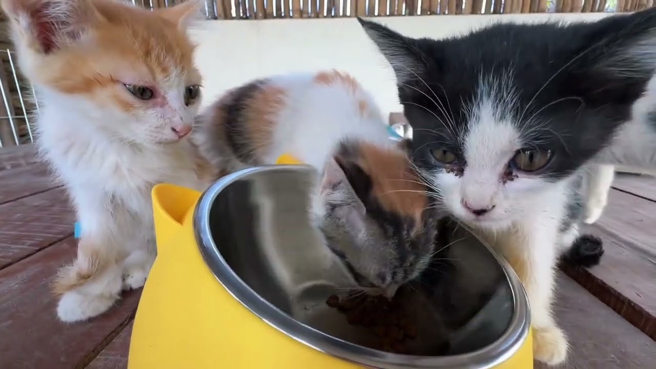 母猫を失った子猫