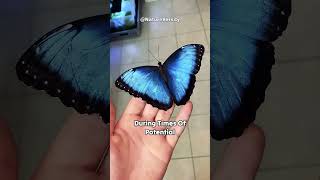 How do the Morpho butterfly create its color?