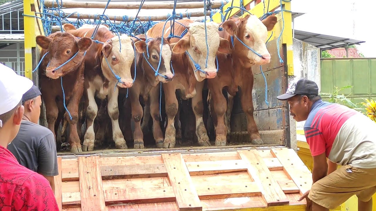 Kedatangan Sapi-sapi lucu-lucu