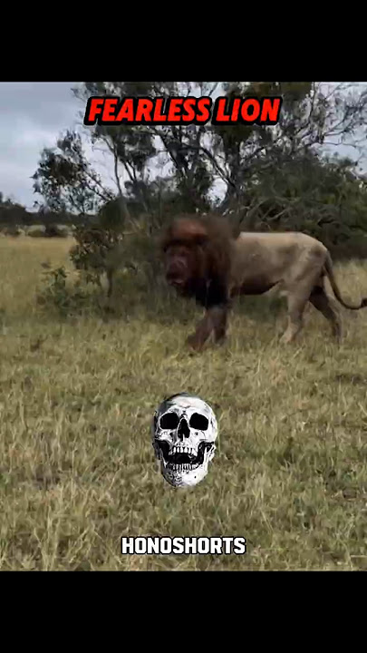 The Fearless Lion King of the Wild 🦁🔥 #shorts