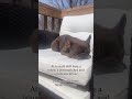 Living the life😎 #dogshorts #frenchbulldog #dogs #dog #doglife #puppy #frenchielife #frenchies