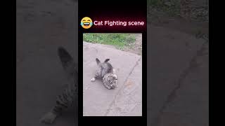 cat fighting scene#cat#dog#meme#67#combat#fyp#funny #shorts