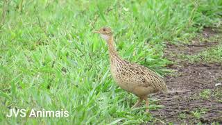 O Canto Da Codorna Amarela