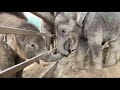 Baby elephant pyimai come to greeting a new rescued baby chaba  elephantnews