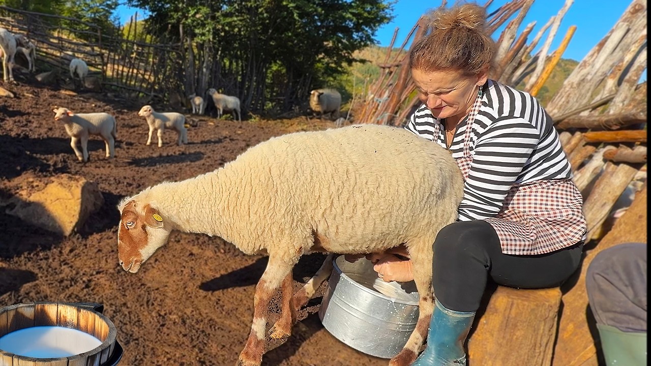 Traditional Albanian Cheese Making 🧀🇦🇱 – High in the Balagjaj Mountains 🏔️