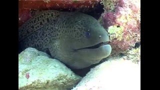 Giant Moray