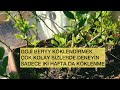 GOJİ BERRY ( KURT ÜZÜMÜ) KÖKLENDİRMEK