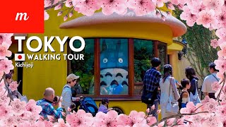 4K Ghibli Museum and the blooming cherry blossoms at Inokashira Park in Tokyo