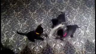 Bomambero Litter I - Bombay cats cattery by Bomambero Bombay cats 143 views 5 years ago 29 seconds