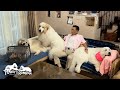 お父さんが大好きでいつも一緒が良いルンルンとアランとベルです　Great Pyrenees　グレートピレニーズ