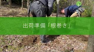 樹木管理 出荷準備 根巻き 若生植木農園 Youtube 樹木管理 出荷準備 根巻き 若生植木農園 Youtube