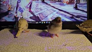 Zebra finch babbling