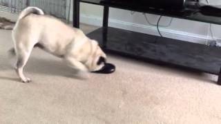Pug Vs Fart Machine 2