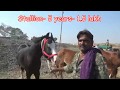 काठियावाड़ी और मारवाड़ी घोड़े Marwari, Kathiyawadi Colts, Stallion, Mare In Sarangkheda Horse market