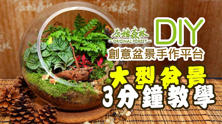 手作平台 【大型盆景簡易DIY 教學】 - 天天要聞