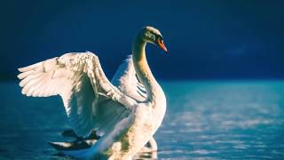 Swans and Cygnets screenshot 5