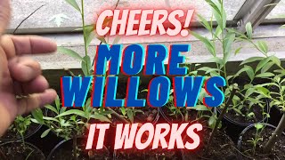 Direct to dirt willow propagation, WILL IT WORK?  Wisconsin weeping willow, willow planting