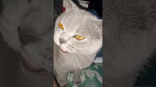 Занимательная технология🤔😱#shorts #cat #statham #video #shortvideo #style #цитаты #красиваякошка