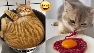 funniest animals video 🌿🌿🌾🌾🌸💗 | Best of 2024 funny animals video | cute and funny cats by Xz Ani 21 views 1 month ago 1 minute, 51 seconds