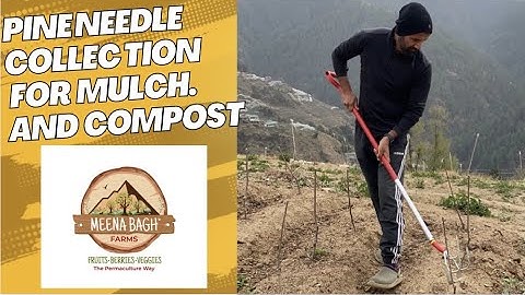 Pine Needle Collection: for Mulch and Compost