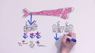 What is stem cell donation