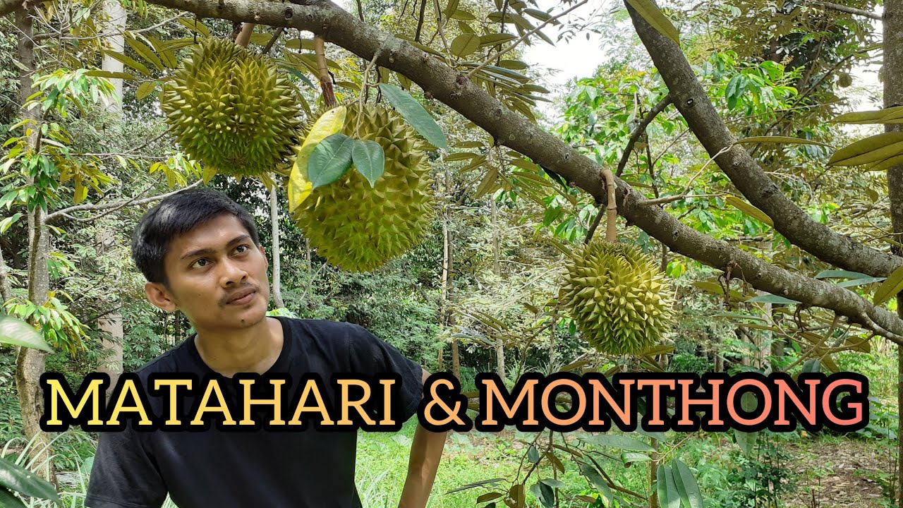 KEBUN DURIAN MONTHONG DAN MATAHARI BANGKOK | MAIN KE KEBUN