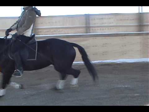 Horse Retraining early session Biggs Mountain