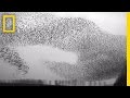 Flight of the starlings watch this eerie but beautiful phenomenon  short film showcase