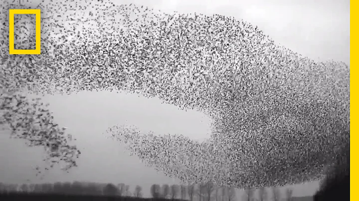 Flight of the Starlings: Watch This Eerie but Beau...