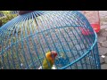 Terapi Hujan Buat Lovebird Biar Ngekek Panjang