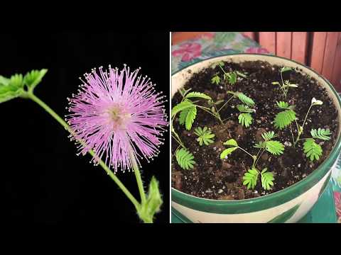 Video: Cómo Cultivar Mimosa
