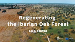 Regenerating the Iberian Oak Forests