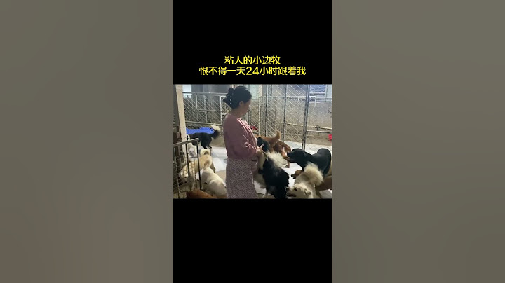 粘人的小邊牧，恨不得壹天24小時跟著我，總想讓我抱著它 - 天天要聞