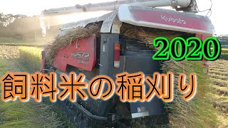 【2020】飼料米稲刈り／クボタコンバインワールド【ＷＲ572】