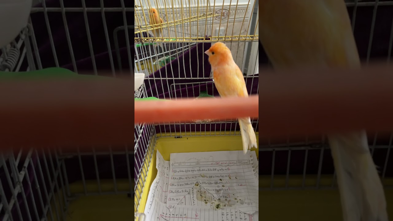 ذكر كناري هائج للتزاوج