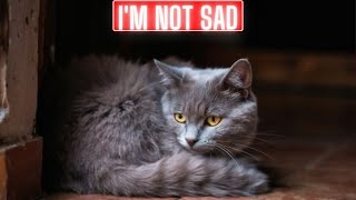 Can Cats Really Get Depressed? 🐱 Discover The 6 Shocking Signs! by Adventurezoo 67 views 1 month ago 4 minutes, 20 seconds