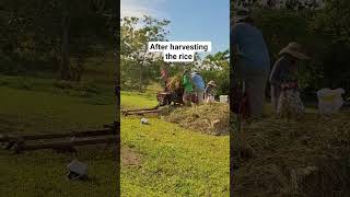 processing #farming #ricefarmer #shorts
