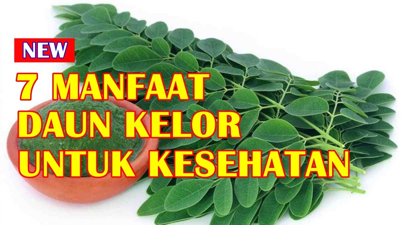 7 MANFAAT DAUN KELOR UNTUK KESEHATAN TUBUH 