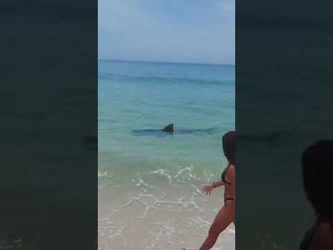 Tubarão em Saquarema na beira da praia | Biólogo Henrique