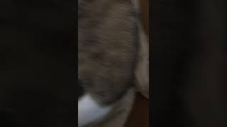 Котенок девочка.... 3 дня после родов.....кошачий рай Котенок девочка.... 3 дня после родов.....кошачий рай