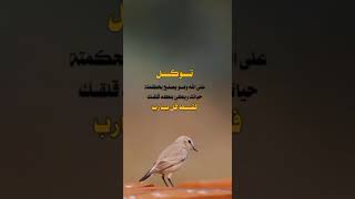 وتوكل على الحي الذي لا يموت.