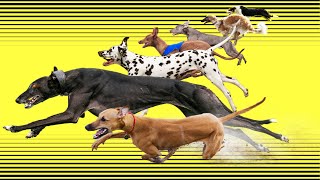 ❤Top 11 Fastest Dog Breeds in the World (estimated)