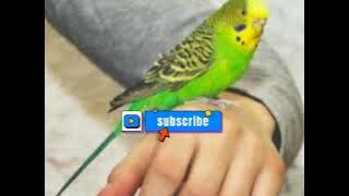 ☑️suara pikat burung parkit @kicau mania